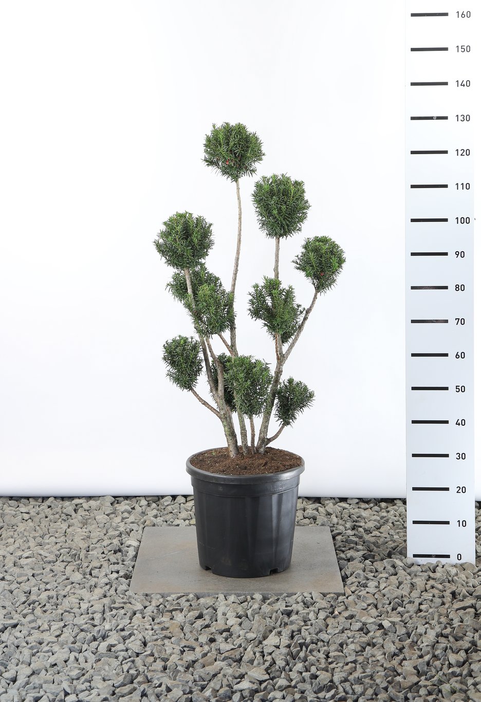 Taxus media 'Hicksii' - 80-100 CM PonPon EXTRA in Cont.